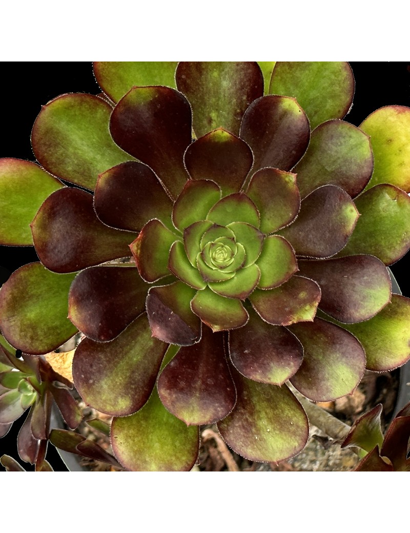 aeonium-plum-purdy