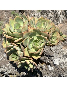 Aeonium calderense