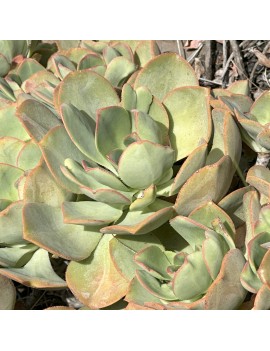 Aeonium calderense