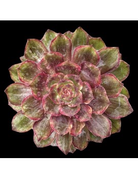 Aeonium 'Firefox'