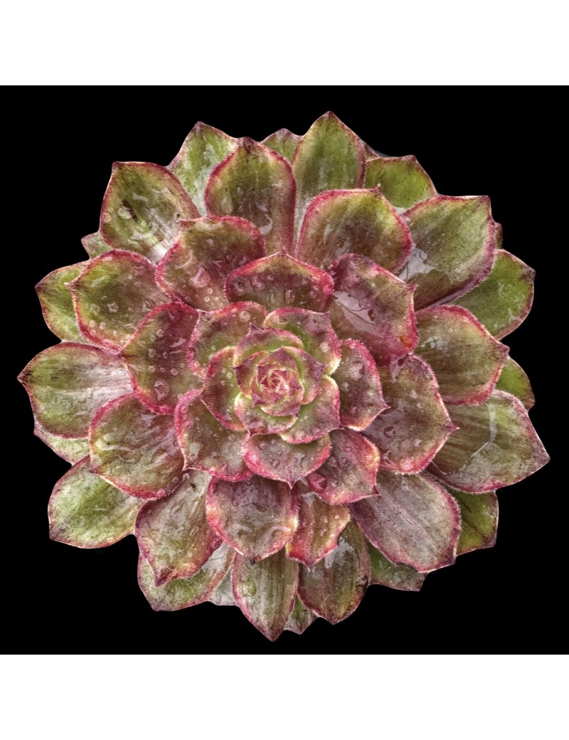 Aeonium 'Firefox'