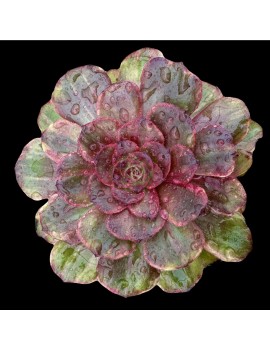 Aeonium 'Firefox'