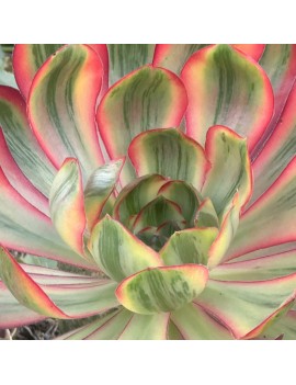 Aeonium 'Voodoo Variegated'