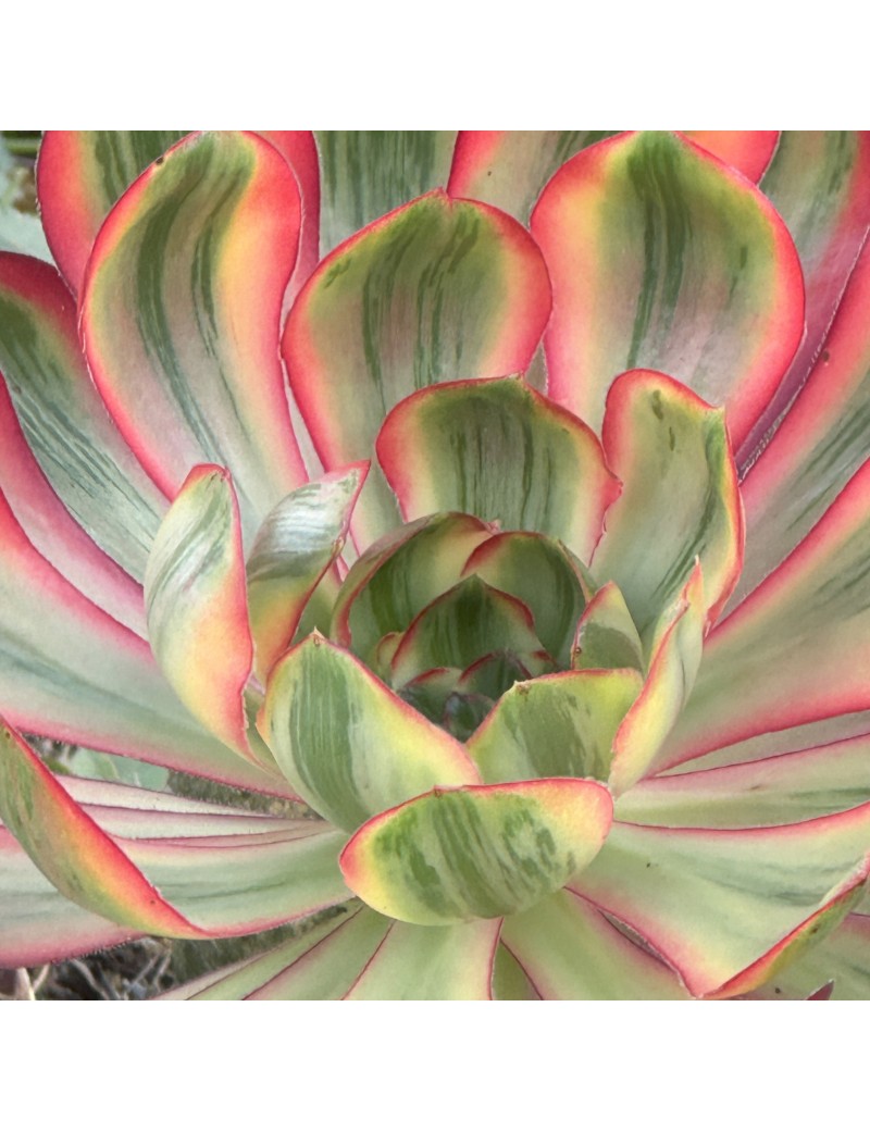 Aeonium 'Voodoo Variegated'