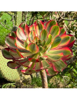 Aeonium 'Voodoo Variegated'