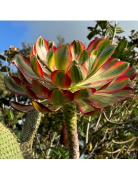 Aeonium 'Voodoo Variegated'