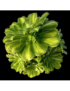 Aeonium 'Glaze' ou 'Jadeite Coloured Glaze'