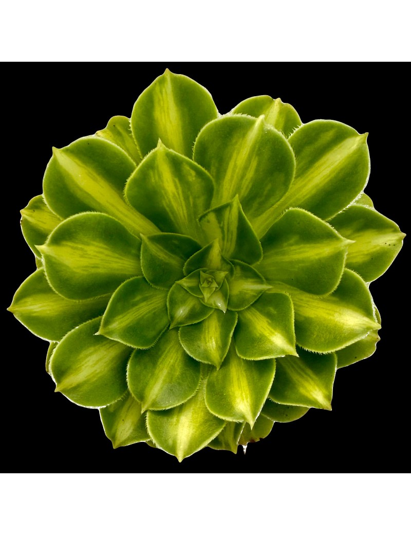 Aeonium 'Glaze' ou 'Jadeite Coloured Glaze'