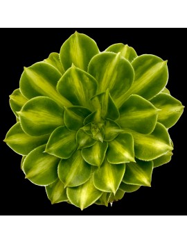 Aeonium 'Glaze' ou 'Jadeite Coloured Glaze'