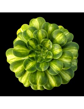 Aeonium 'Glaze' ou 'Jadeite Coloured Glaze'