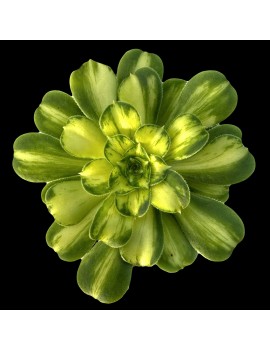 Aeonium 'Glaze' ou 'Jadeite Coloured Glaze'