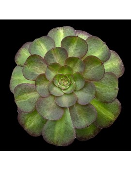 Aeonium 'Matcha Cake'