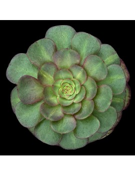 Aeonium 'Matcha Cake'