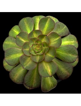 Aeonium 'Matcha Cake'