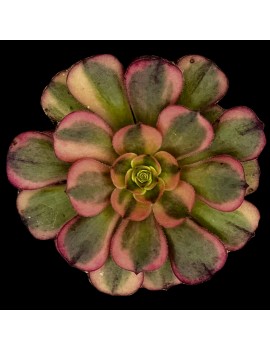 Aeonium 'Matcha Cake'