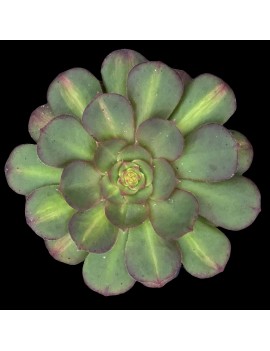 Aeonium 'Matcha Cake'