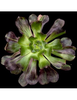 Aeonium 'Voodoo Big Bang'