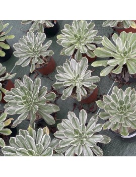 Aeonium 'Emerald City'