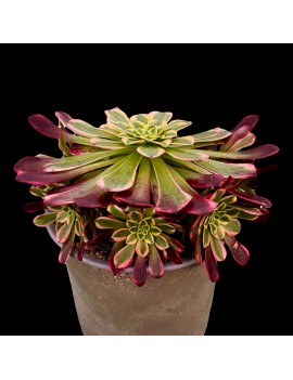 Aeonium 'Sunrise'