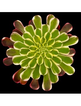 Aeonium 'Sunrise'