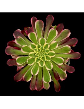 Aeonium 'Sunrise'