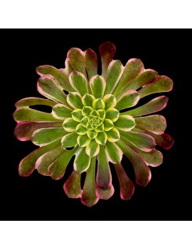 Aeonium 'Sunrise'