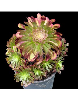 Aeonium 'Zwartkin'