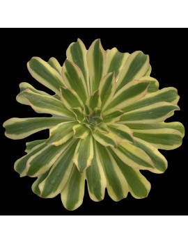 Aeonium 'Starry Sky'