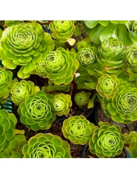 Aeonium 'Concubine Yu'