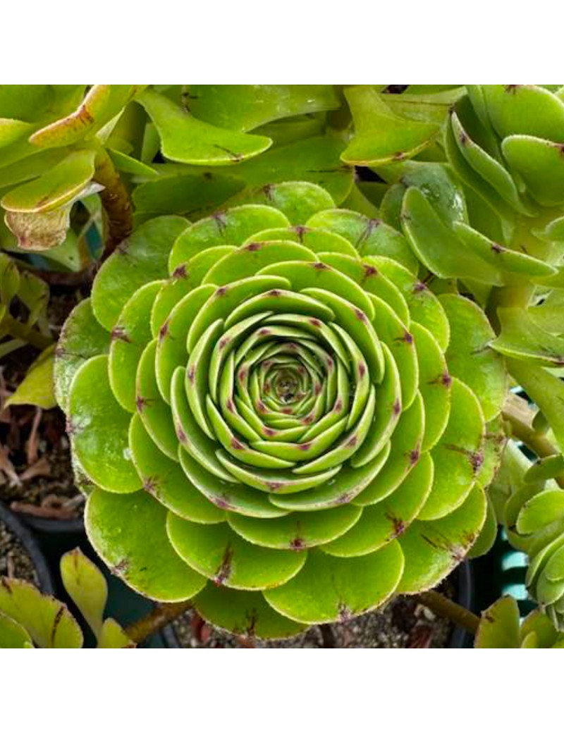 Aeonium 'Concubine Yu'