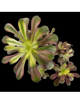 Aeonium 'Rainbow'