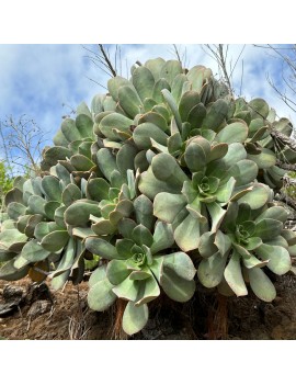 Aeonium calderense