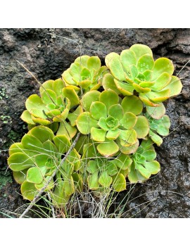 Aeonium calderense