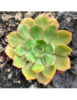 Aeonium calderense