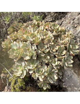 Aeonium calderense