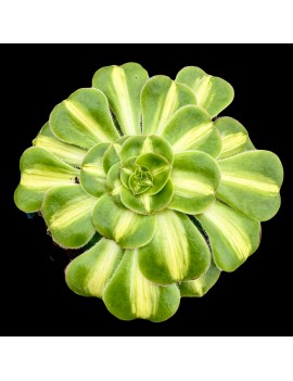 Aeonium 'Poseidon Middle'