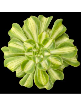 Aeonium 'Poseidon Middle' ou 'Tyrant'