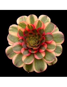 Aeonium 'Autumn Fire'