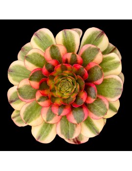 Aeonium 'Autumn Fire'