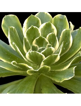 Aeonium 'Green Medusa'