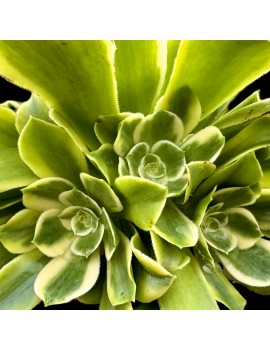 Aeonium 'Green Medusa'