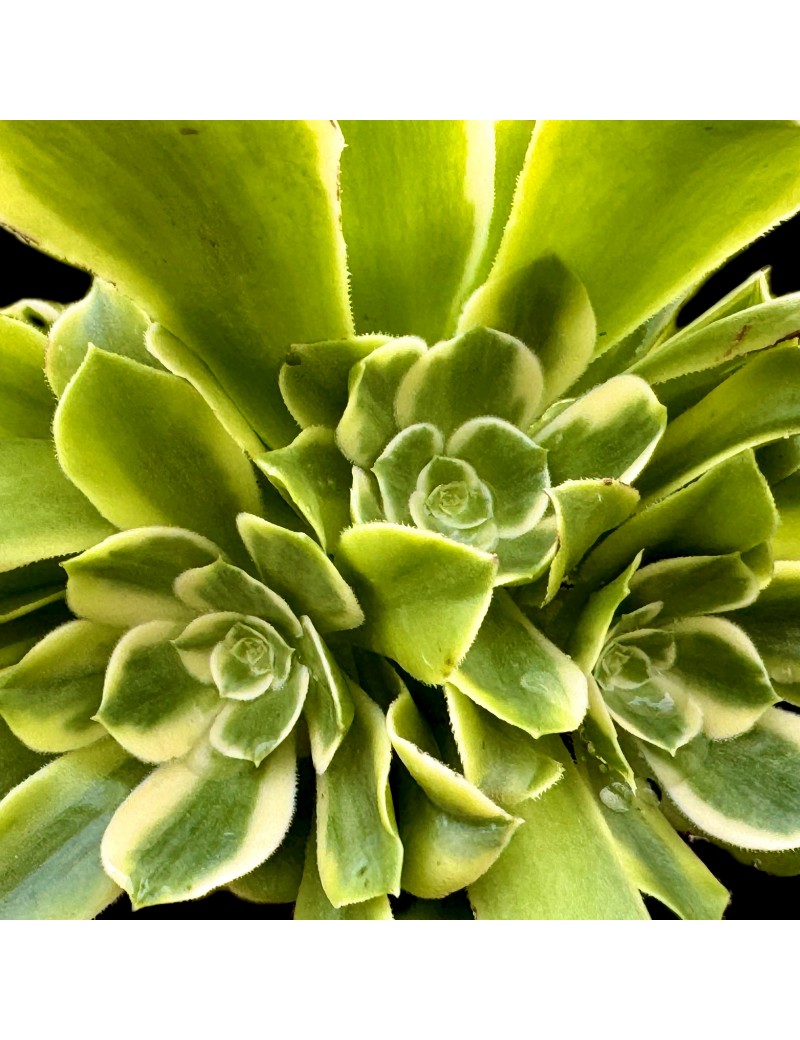 Aeonium 'Green Medusa'