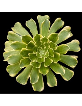 Aeonium 'Green Medusa'