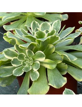 Aeonium 'Green Medusa'