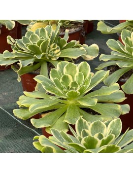 Aeonium 'Green Medusa'