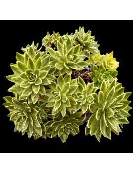 Aeonium 'Custard' 'X Hybridum Variegated'