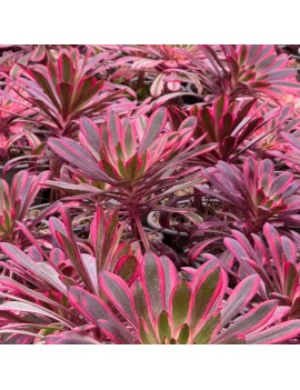 Aeonium 'Zwartkop Variegated'