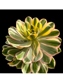 Aeonium 'Sunburst'