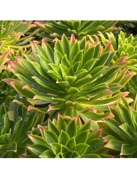 Aeonium 'Hievec'