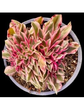 Aeonium 'Pink Witch Crested'